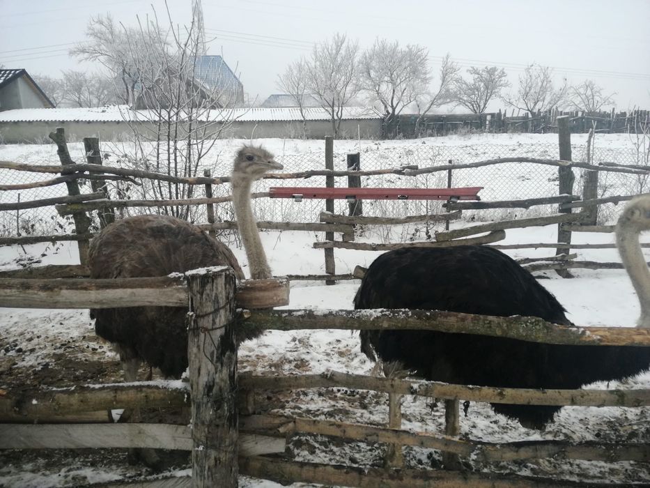 vand struti africani