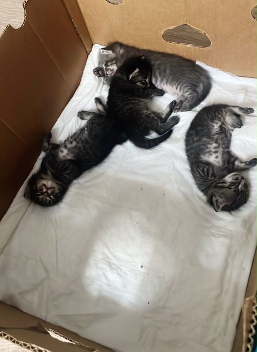 Котята ищут дом!