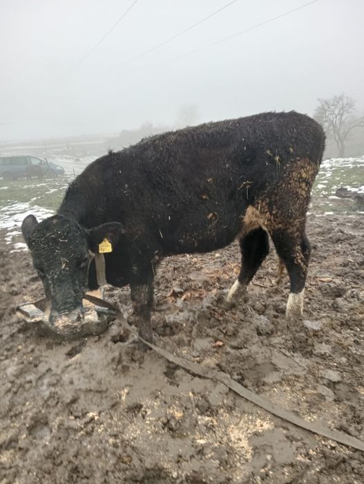 De vânzare junică gestanta