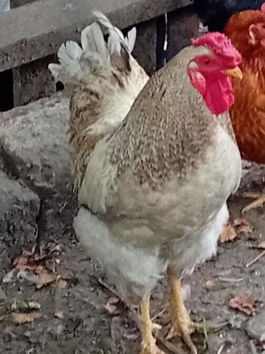 De vânzare cocoș de 1 an