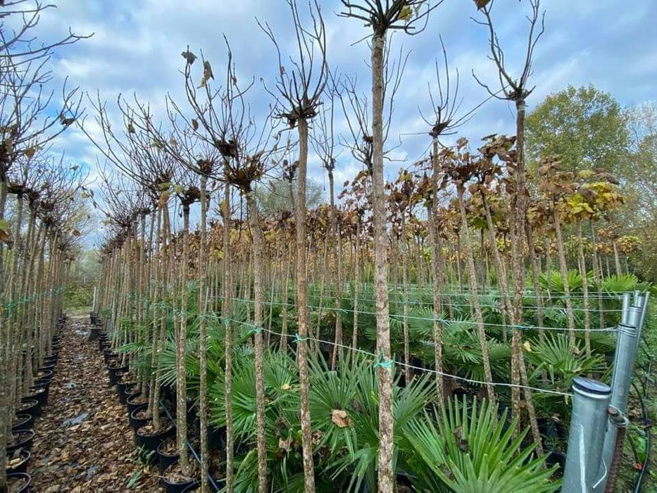Plante ornamentale,tuia smaragd, columnaris, leylandii, tei, mesteacan