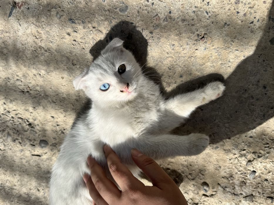 Белоснежный котенок скотиш фолд