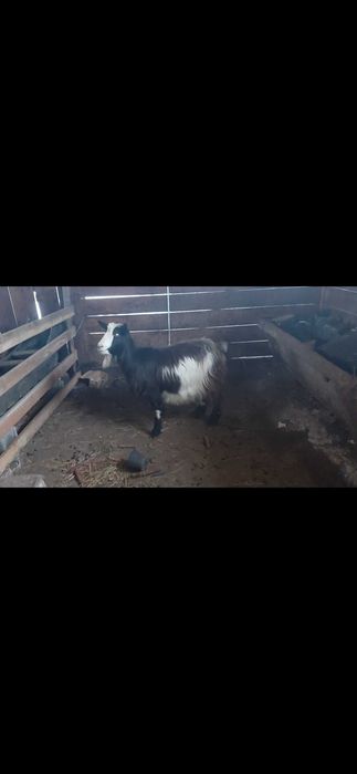 Capră gestantă foarte bunâ de lapte