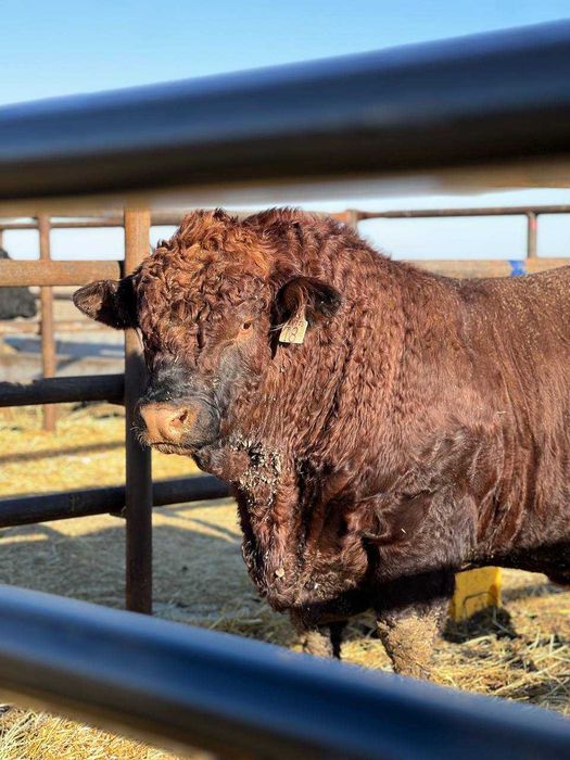 #Продажбанаакции #акционернодружество #създавамеферма #съкооператори