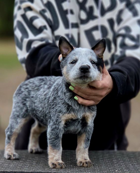 Australian Cattle Dog-femela