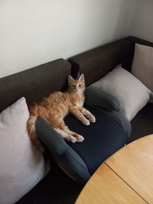 Коте Слънце търси дом