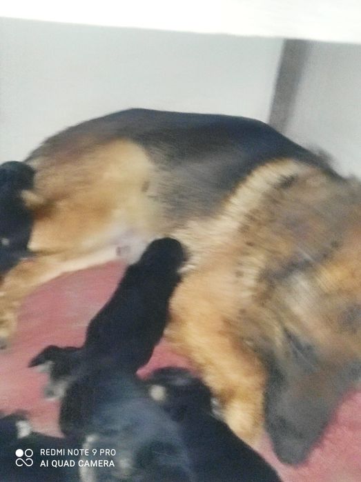 Продам щенка немецкой овчарки