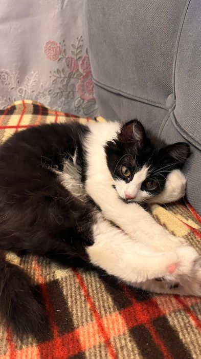 Ищем хозяйку для кошки 6мес