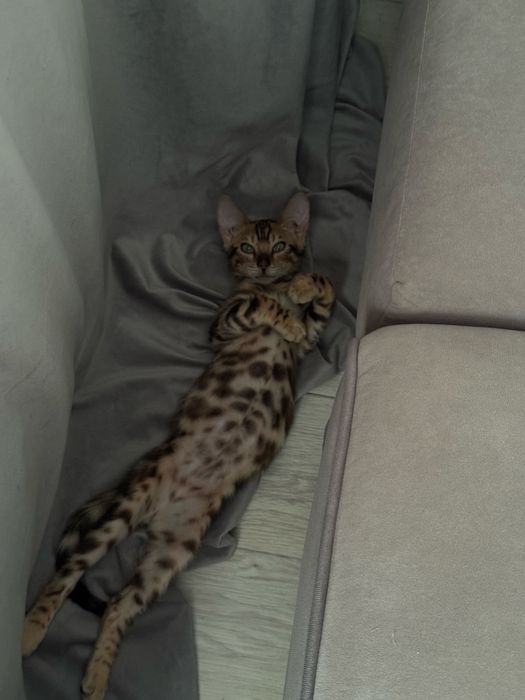 бенгальский котенок
