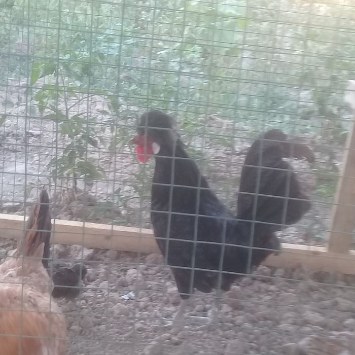 Joydori honaki tovuq tuhumlariДомашнее куриное яйцо Domestc hen's eggs