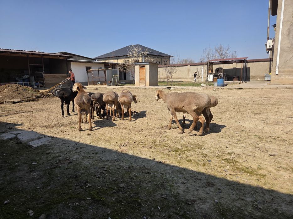 Ұрықтыққа бір жасар арашан қошқарлап