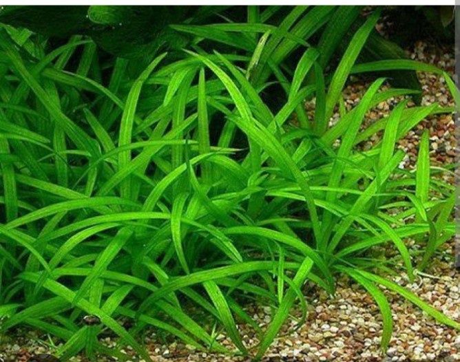 Растения для аквариума