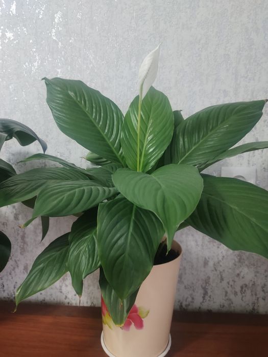 Продам пышный спатифилум