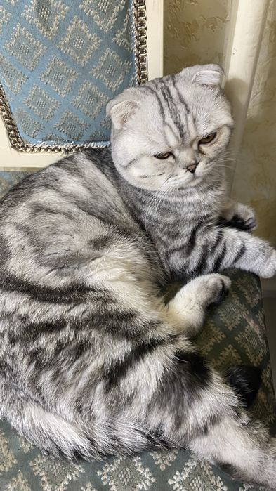 кошка висолухий,шотланд