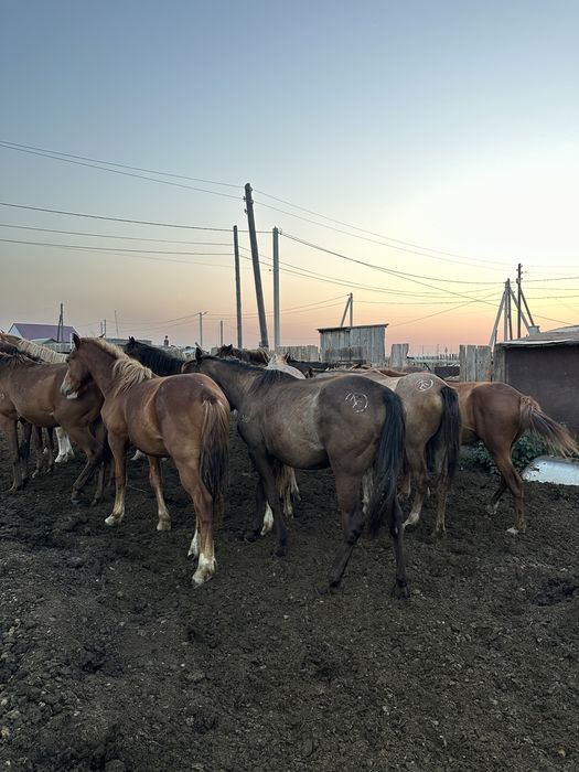 Продам жеребчиков
