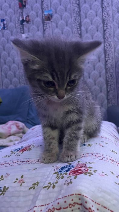 Отдам кошечку даром