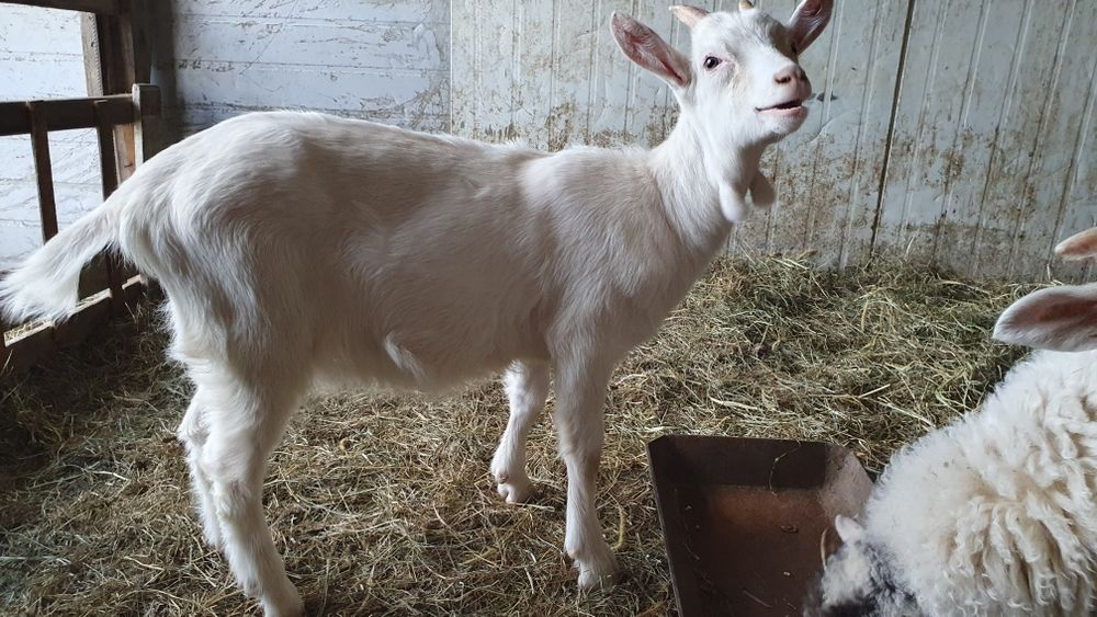 Iada/ ieduță Saanen