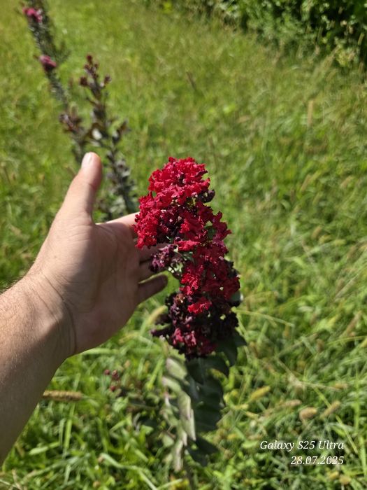 Индийский сирень 3хил сорти сотувда