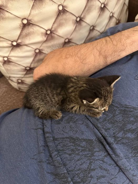 Отдаются котята в добрые руки