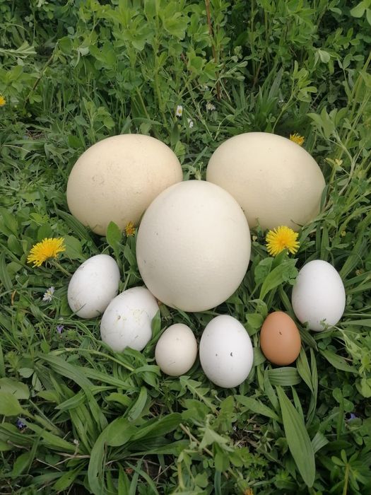 Ouă de struț de vînzare și pui de vînzare