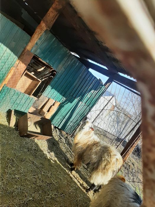 Продам племенного козла