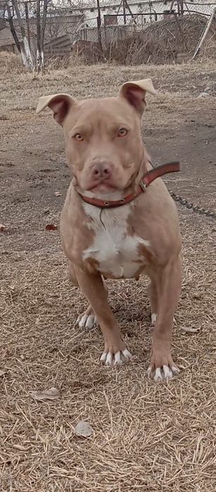 Пит, питбуль, Питбультерьер