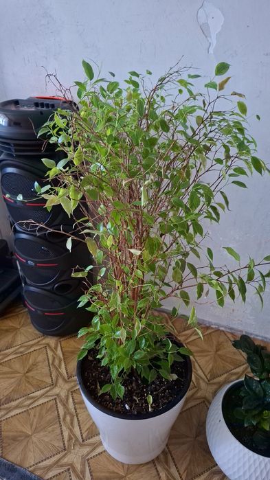 Продам большой цветок