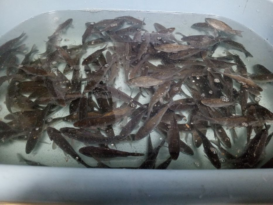 Живец, карасик.  средний и крупный.