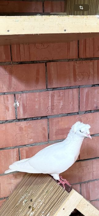 Летний бойный голубь