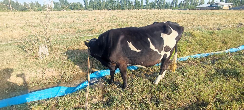 Эна бола мол Наманган вилояти чуст шахрида