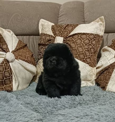 Продаются щенки чау чау