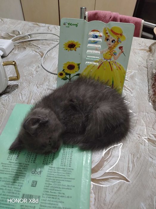 Котенок в добрые руки