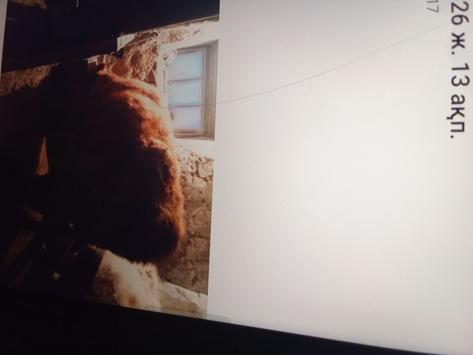 15 бас бұқа сатам