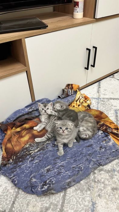 Шотландские котята