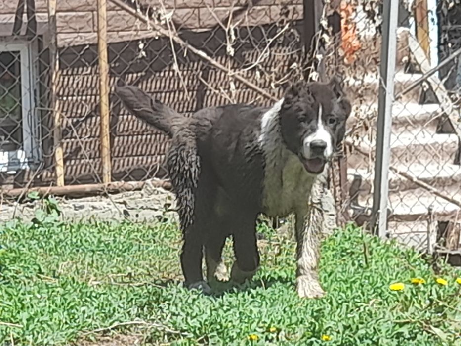 Кобель САО Алабай