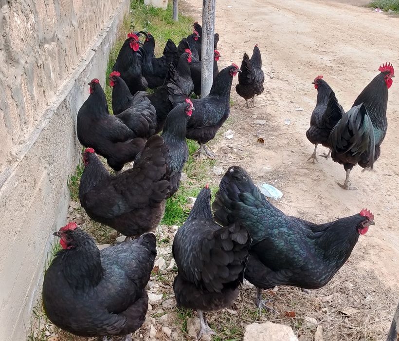 Австролорп парода балапандары