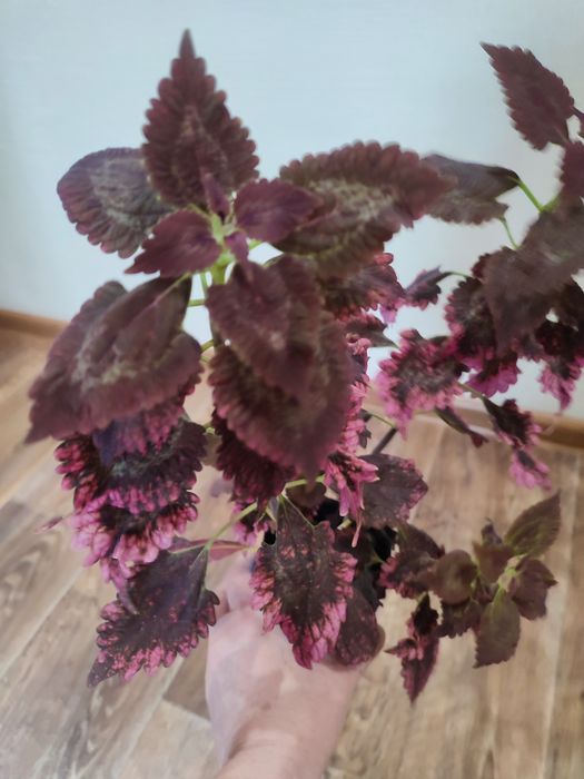 Продам колеус красивый.