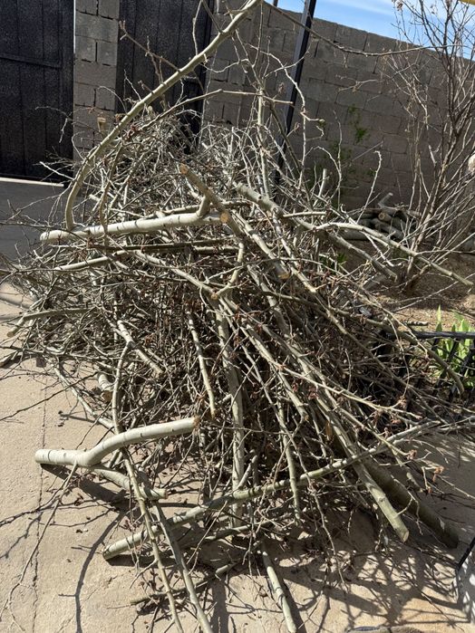 Ветки деревьев, дрова, отын