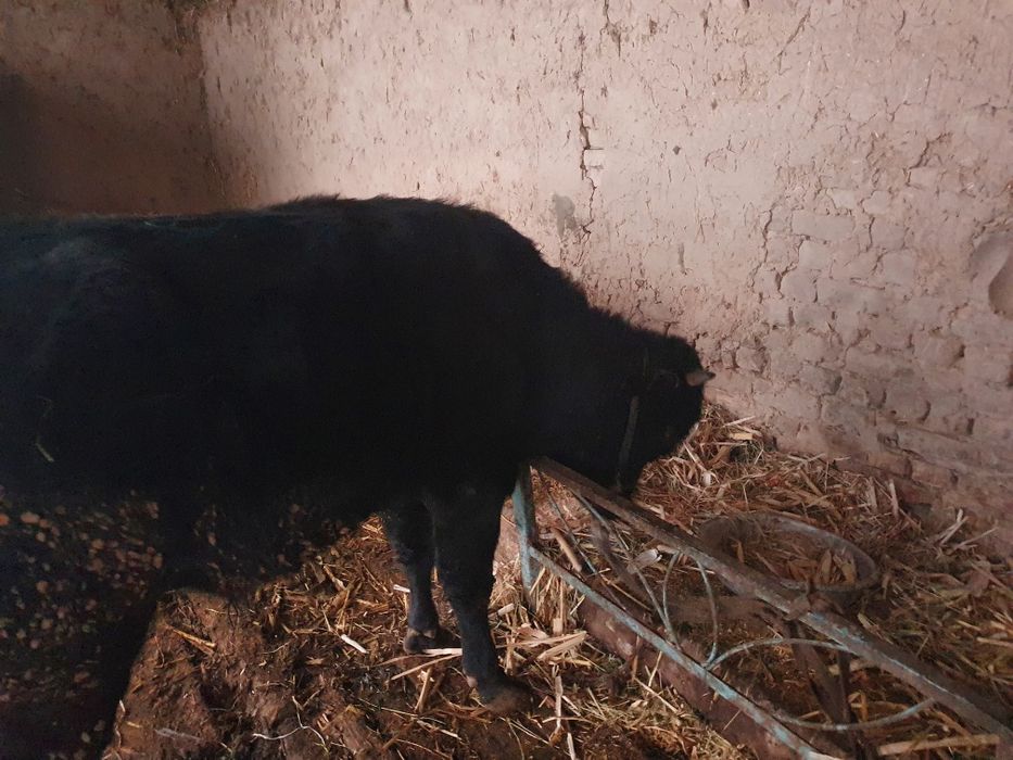 Buqa sotiladigan 30 milion som