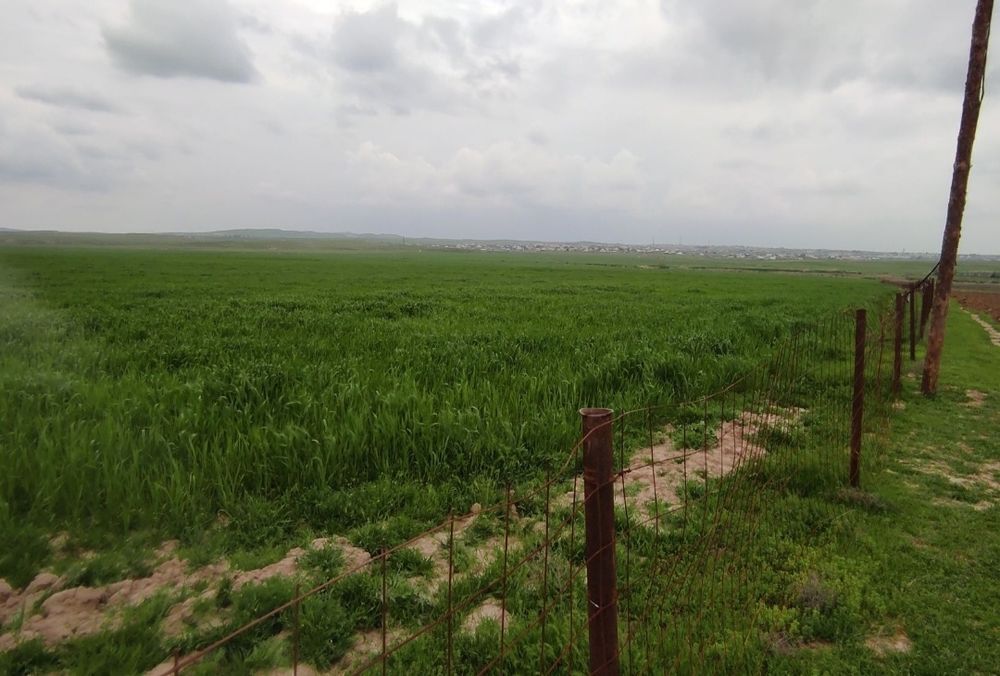 50 гектар егістік  жерсатылады