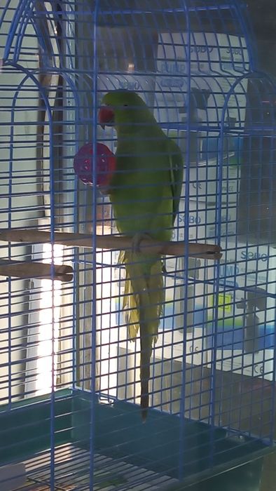 Ожереловый попугай