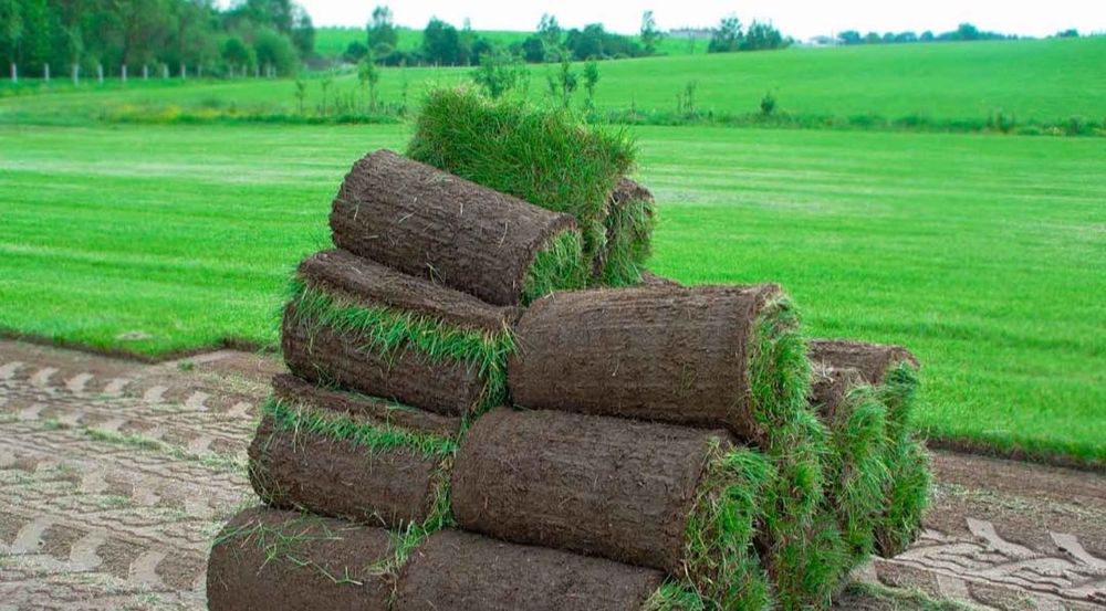 Archa.Gazon.Gullar.Daraxtlar