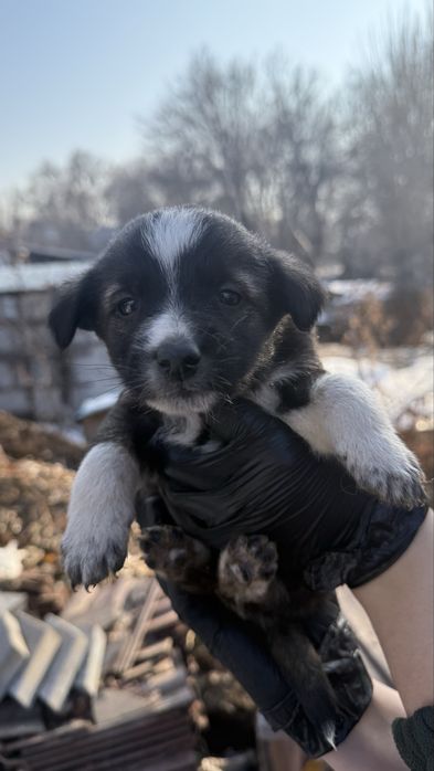 Отдам шенят даром