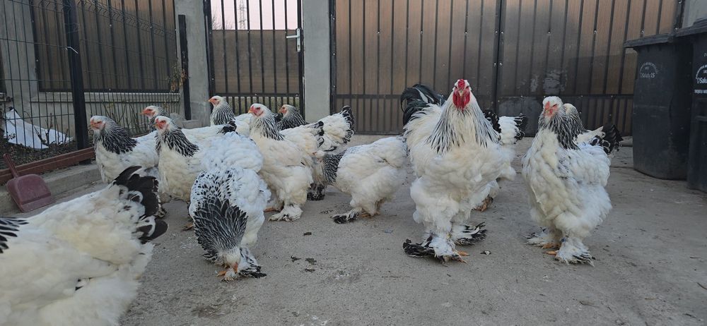 Brahma Herminat Deschis