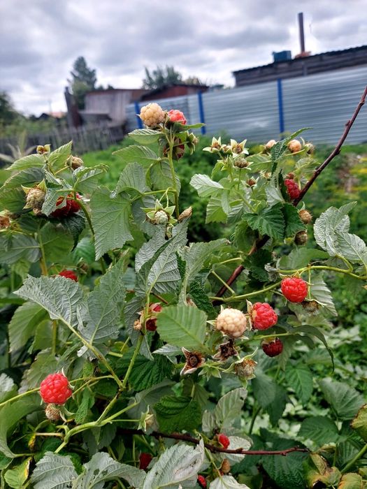 Дачный участок 5 сот, СО Ромашка