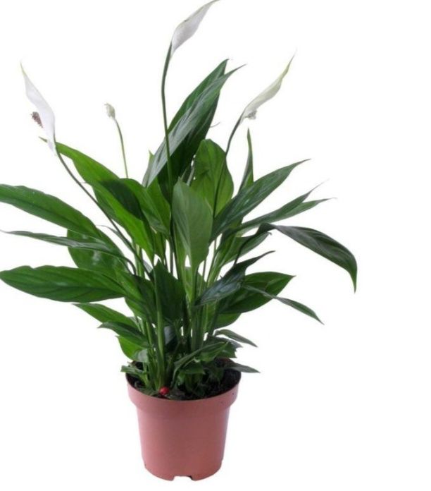 Продам  комнатные цветы