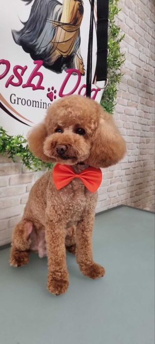 Пудел Той-мини пудел