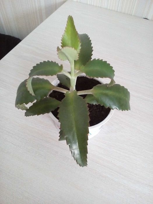 Продам лечебный цветок каланхоэ