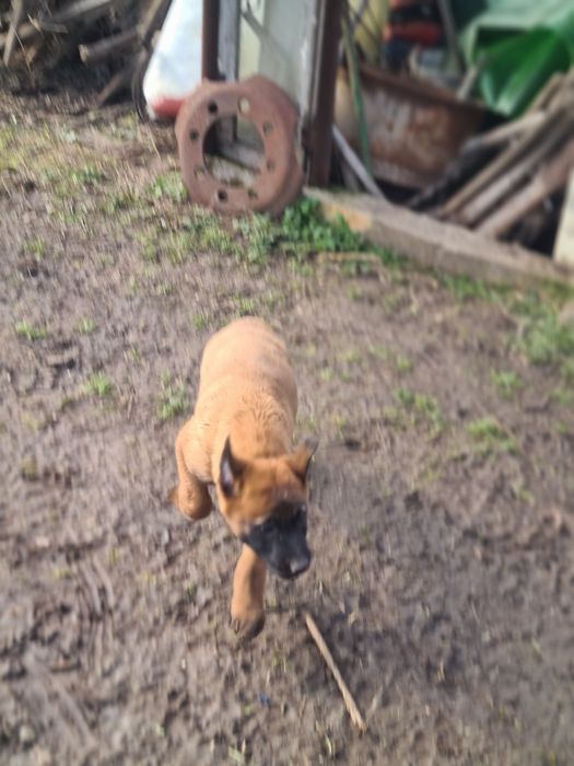 Малиноа - белгийска овчарка