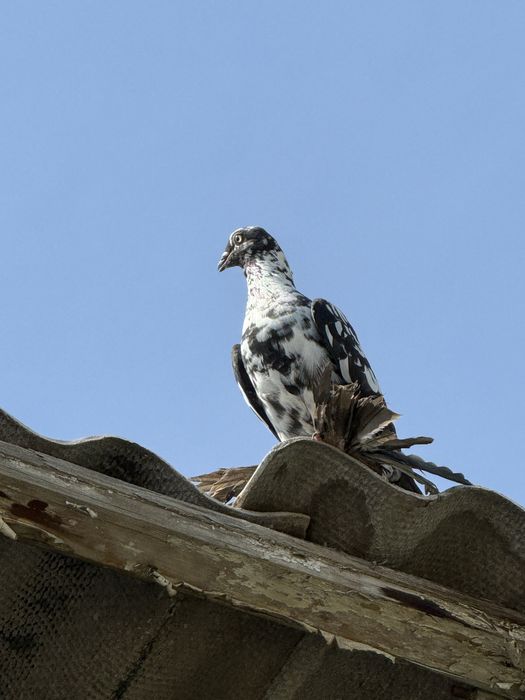 Продаются голуби высако лётные долголетные